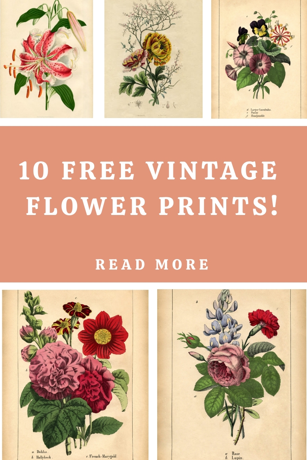 10 Botanical Flower Prints The Graphics Fairy