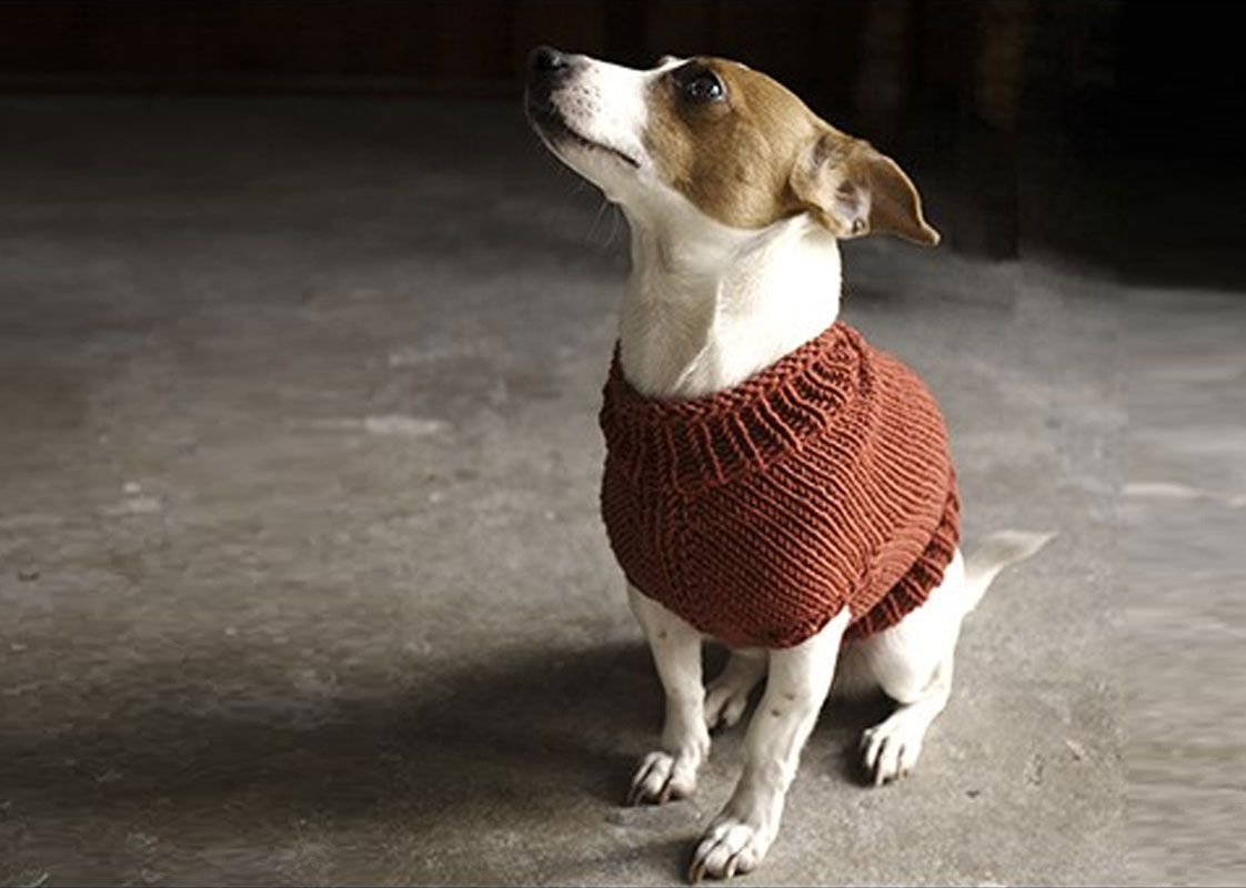 10 Free Dog Sweater Knitting Patterns