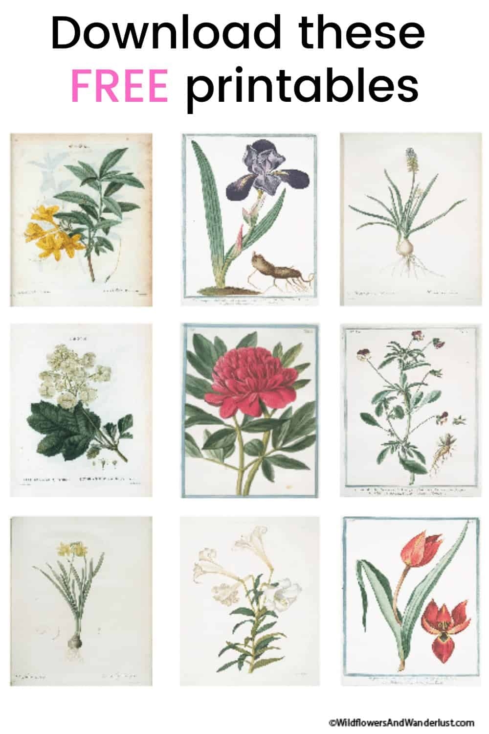 11 Free Vintage Flower Prints For Your Awesome Walls Wildflowers And Wanderlust