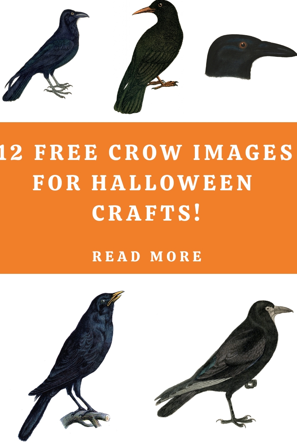 12 Crow Clipart Vintage Pictures The Graphics Fairy