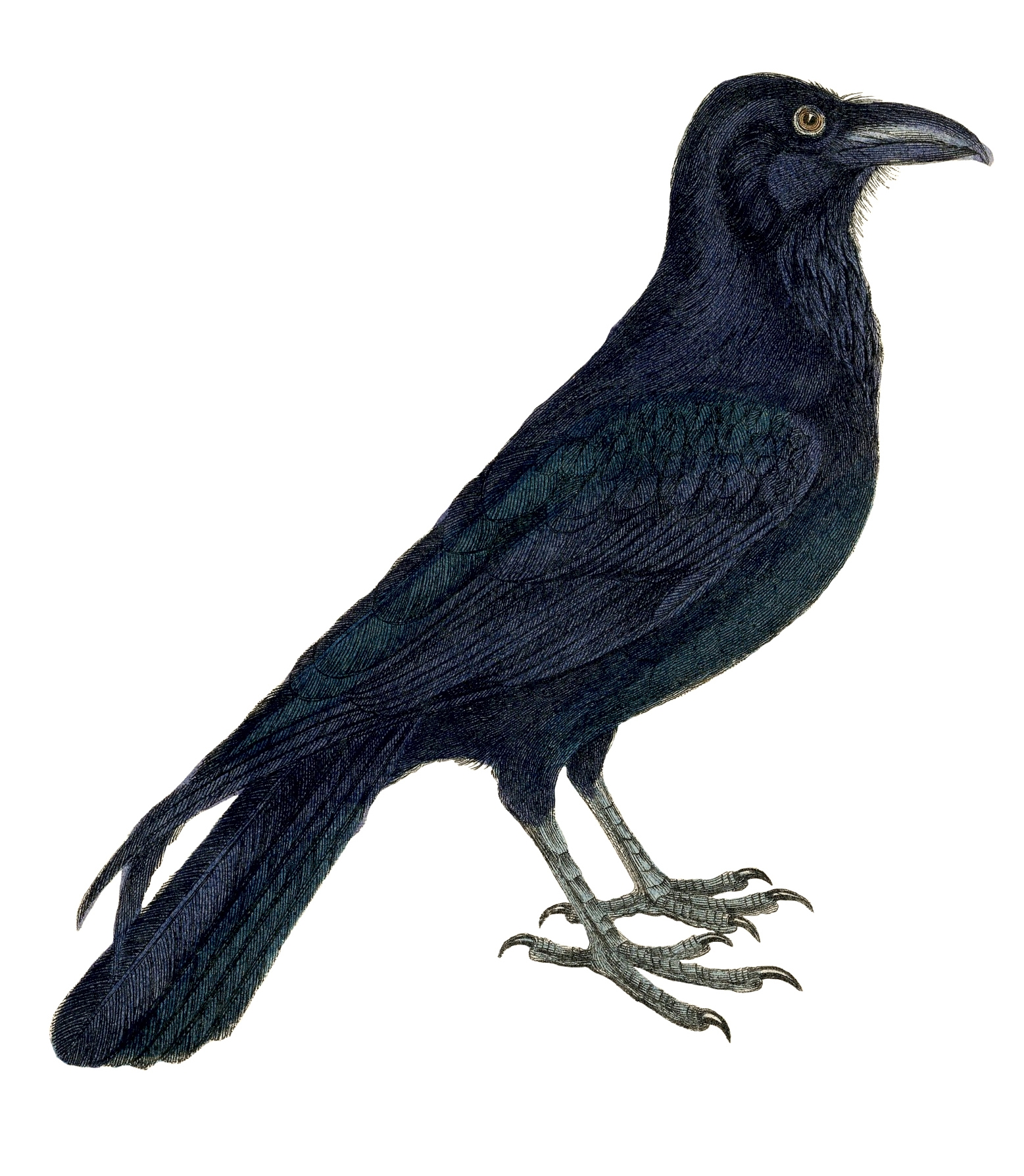 12 Crow Clipart Vintage Pictures The Graphics Fairy