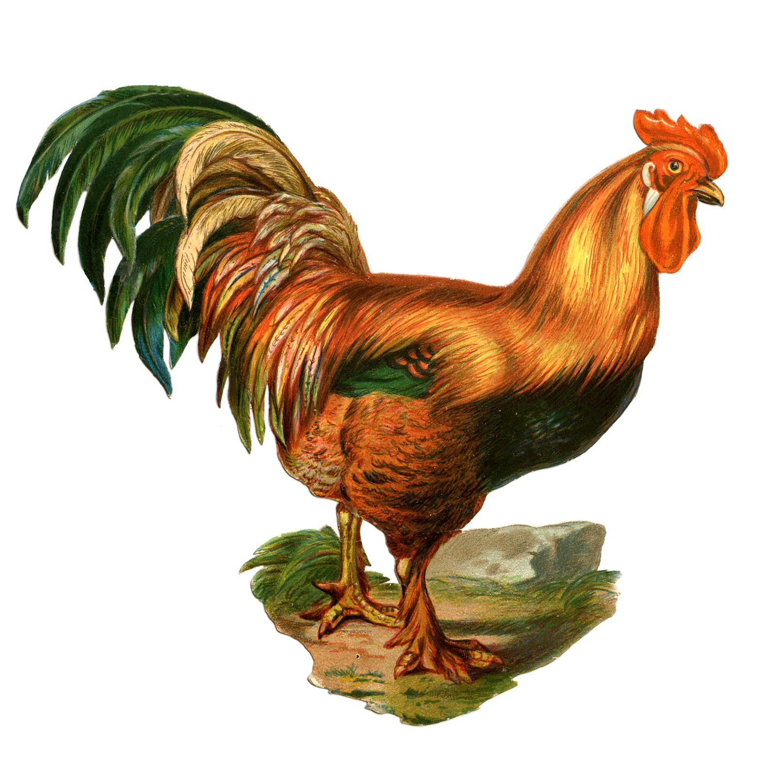 18 Rooster Images The Graphics Fairy