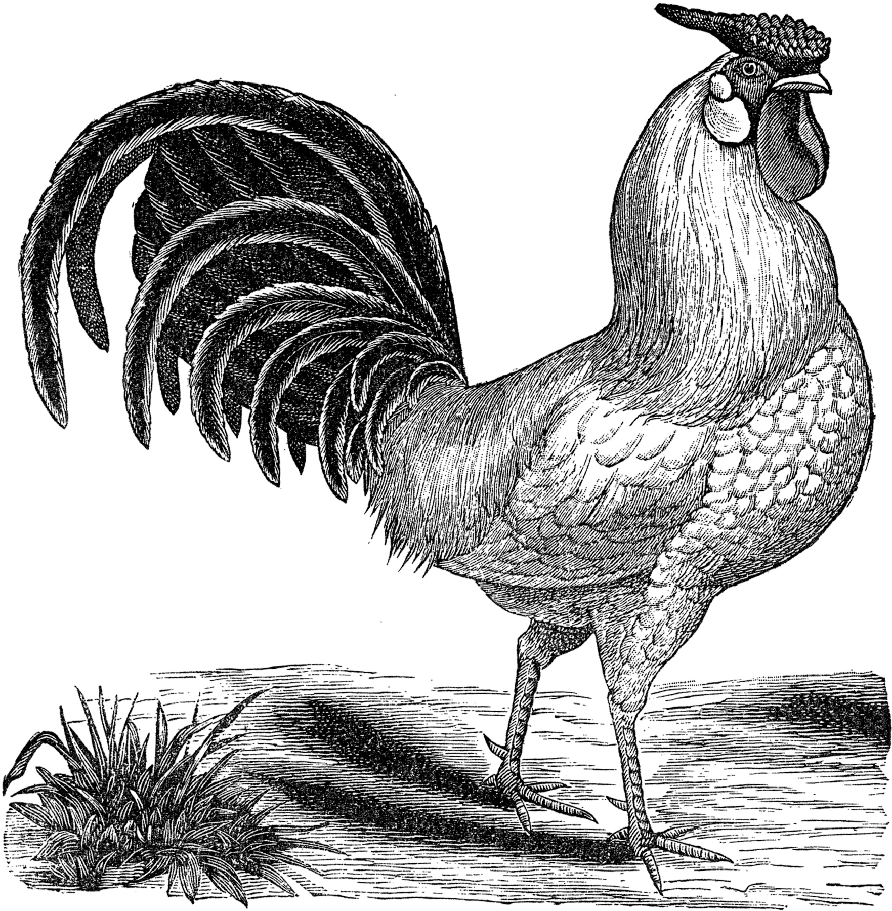 Free Printable Pictures Of Roosters