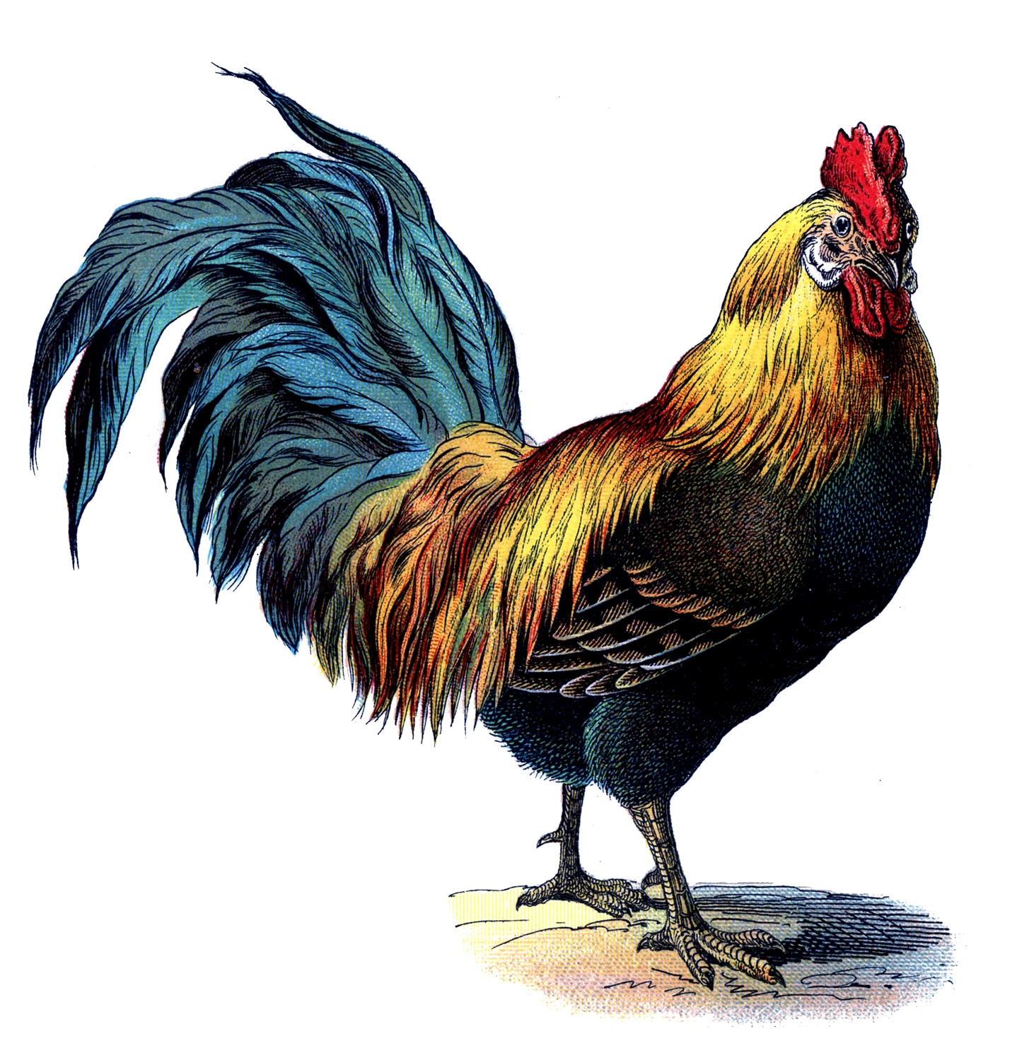 18 Rooster Images The Graphics Fairy