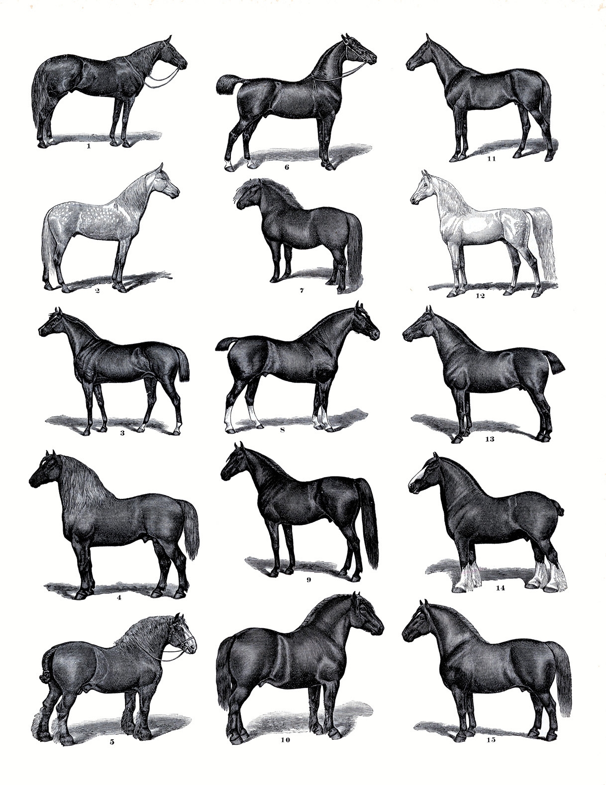 Free Printable Horses