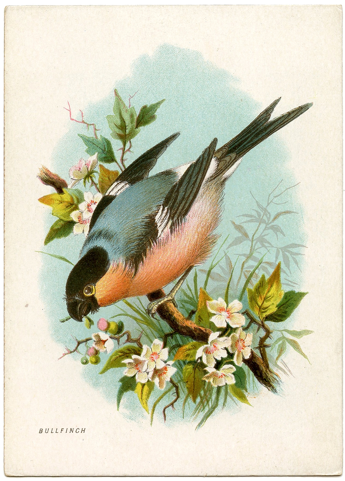 560 Bird Images Bird Pictures To Print The Graphics Fairy