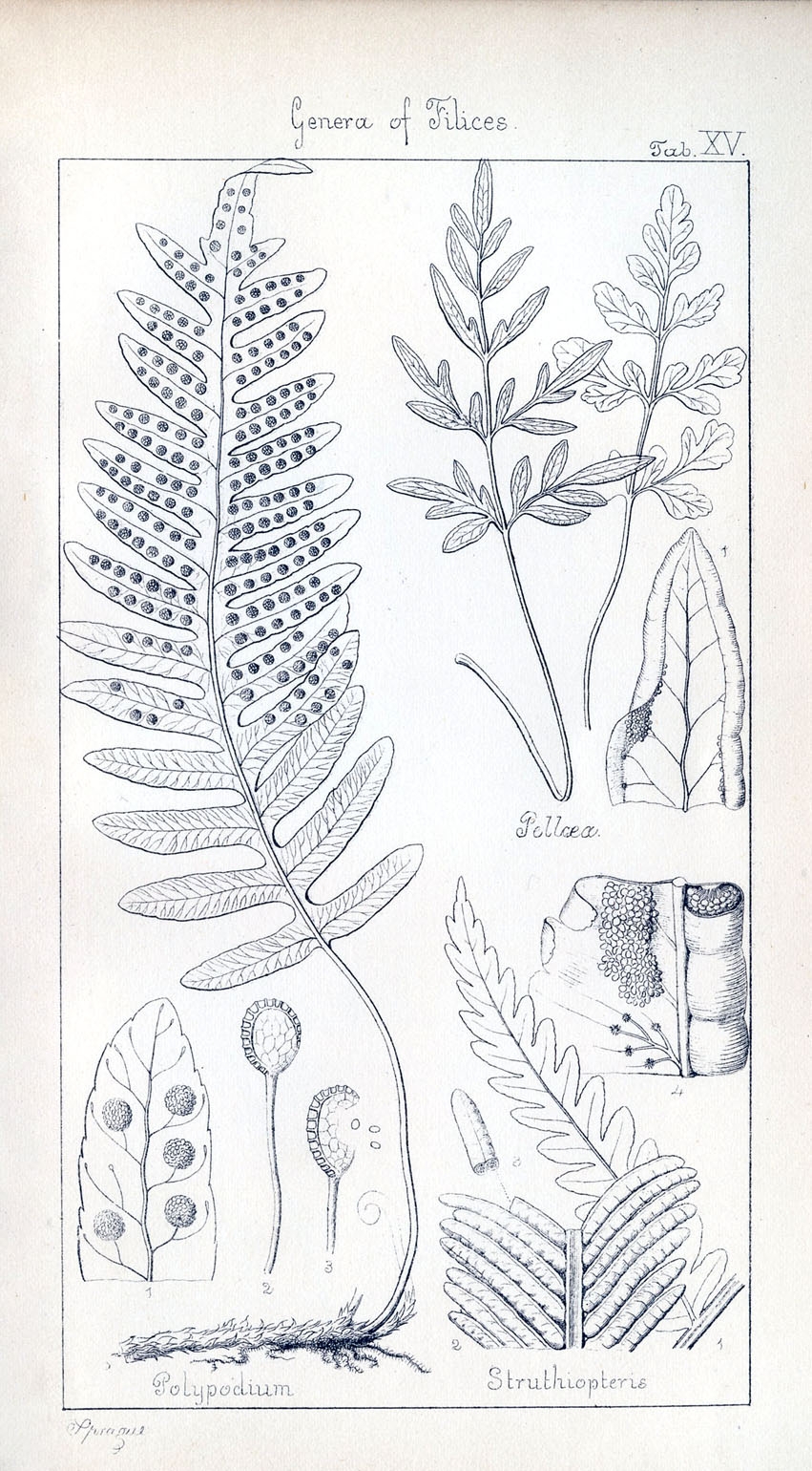 6 Fern Pictures Vintage Botanicals The Graphics Fairy