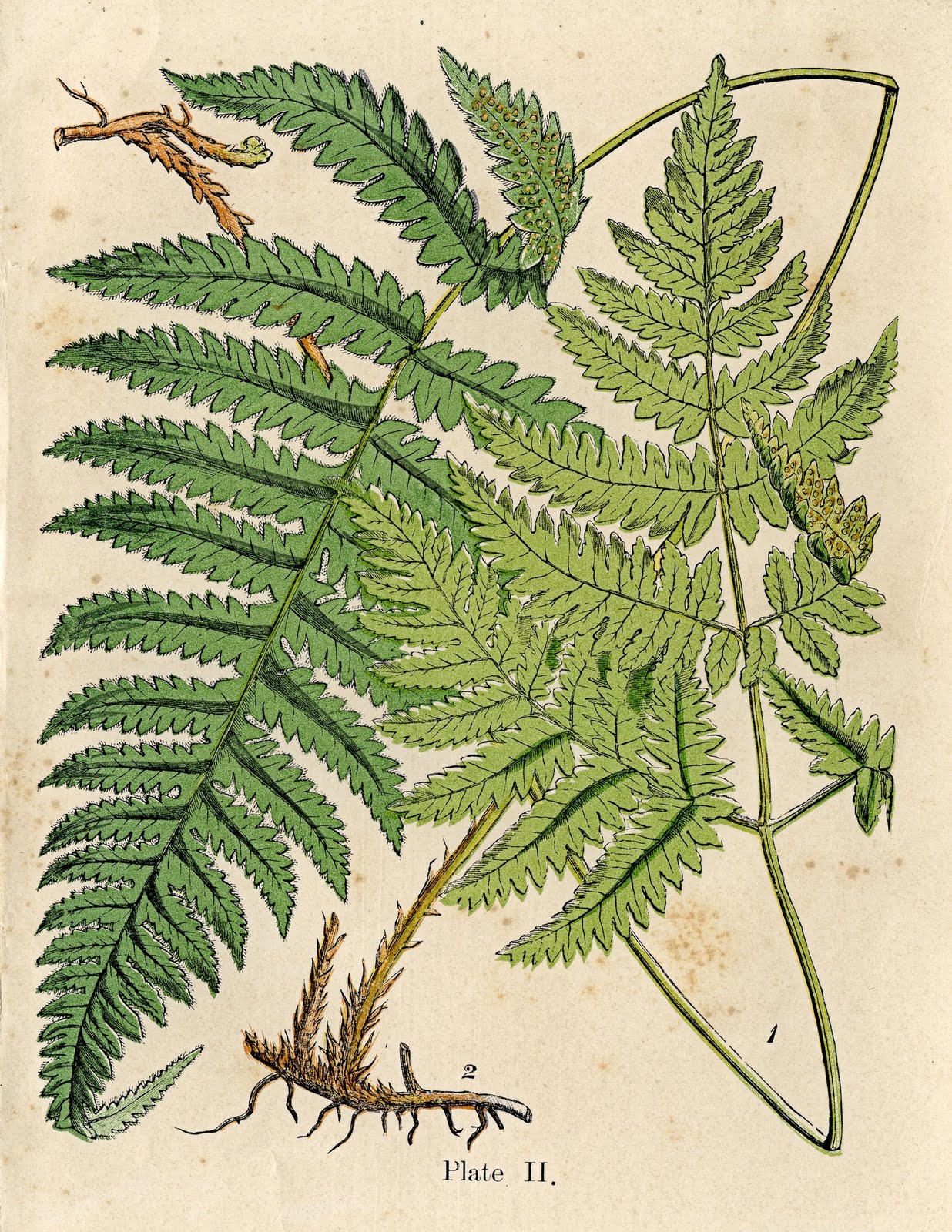 6 Fern Pictures Vintage Botanicals The Graphics Fairy
