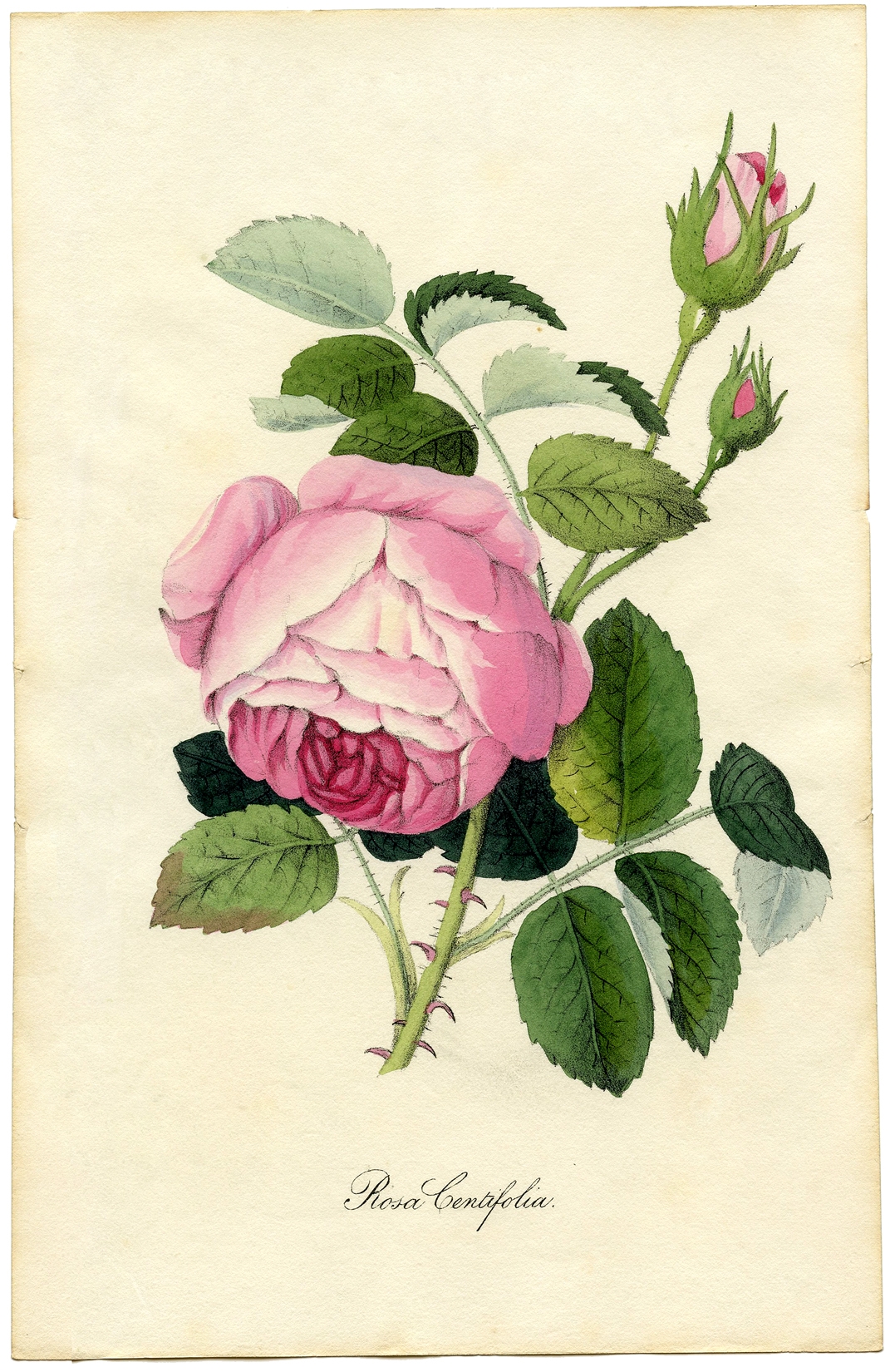 672 Vintage Flower Images The Graphics Fairy