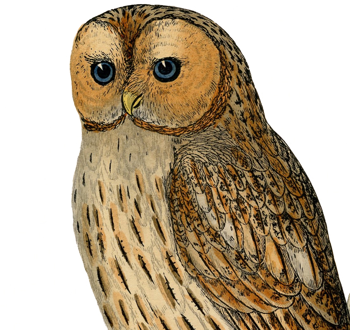 7 Owl Printables The Graphics Fairy