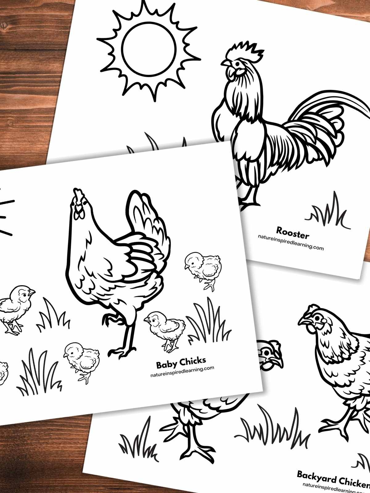 Adorable Chicken Coloring Pages Nature Inspired Learning