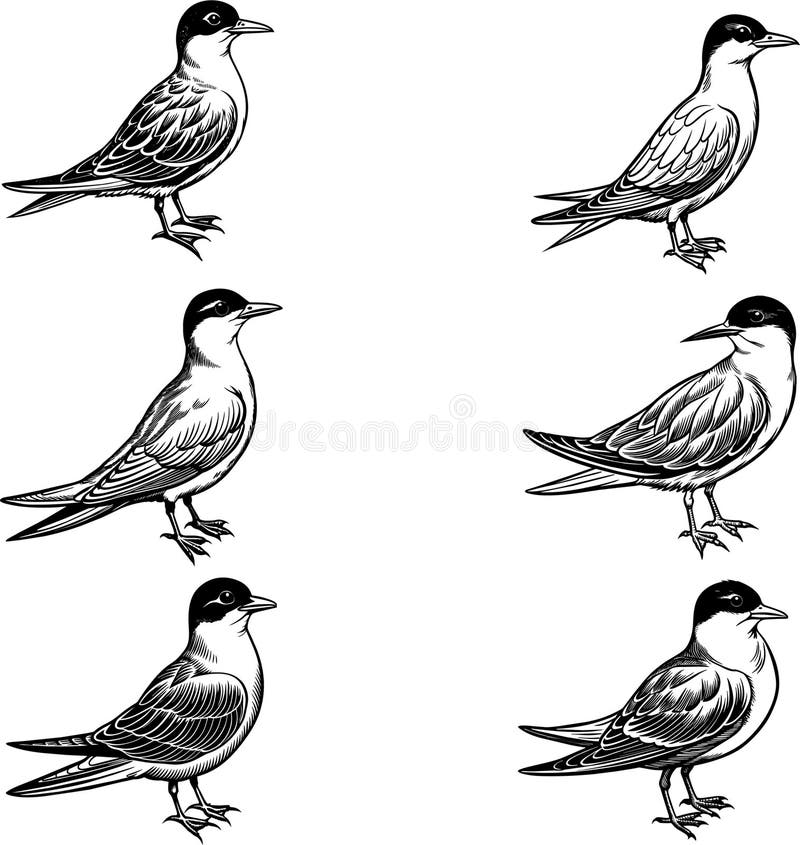Arctic Bird Stock Illustrations 16 813 Arctic Bird Stock Illustrations Vectors Clipart Dreamstime