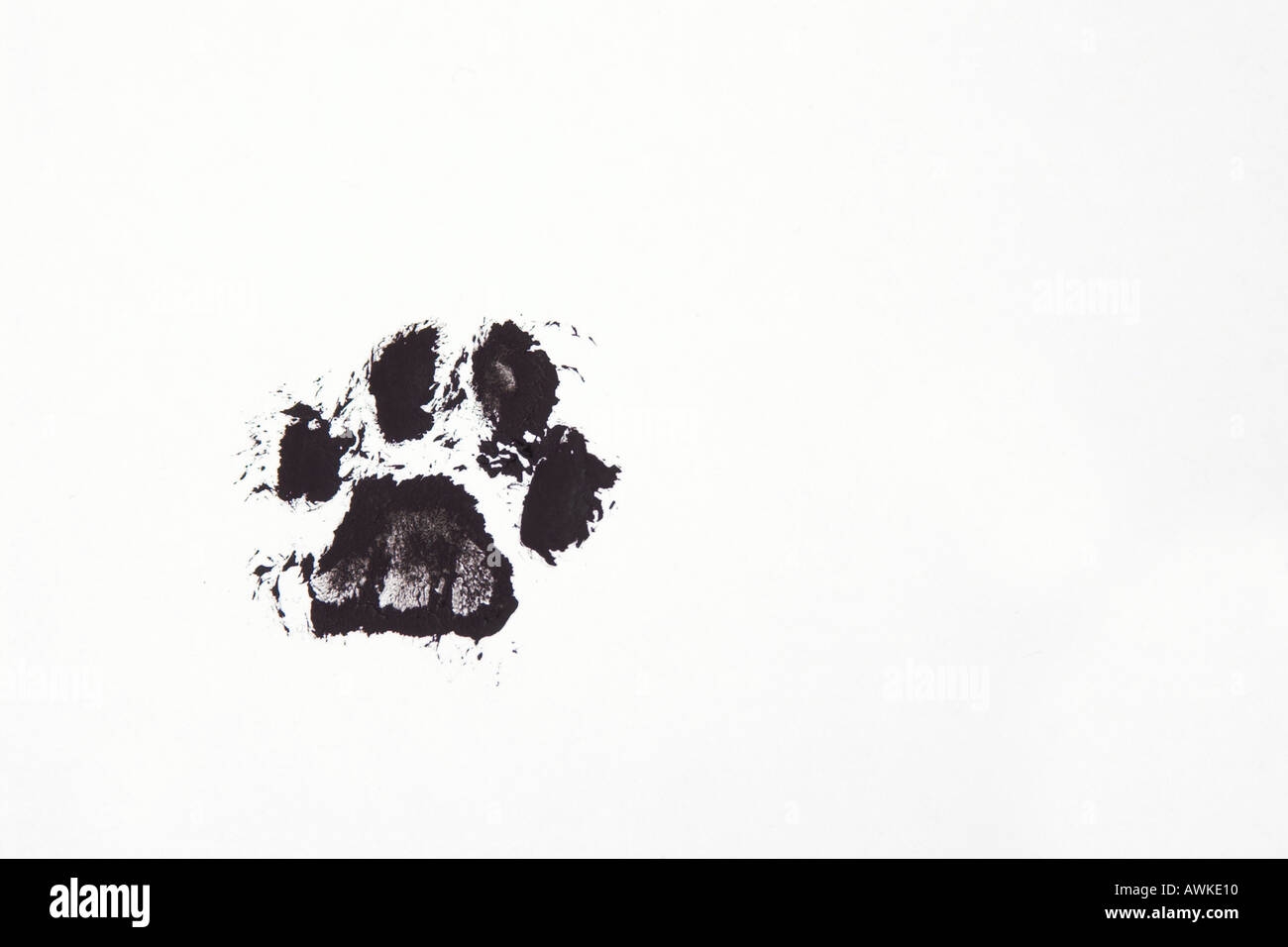 Cat Paw Print Hi res Stock Photography And Images Alamy