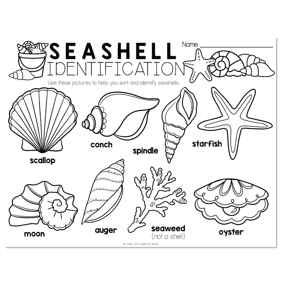 Classroom Transformation Beach Day Seashell Identification Lucky Little Learners