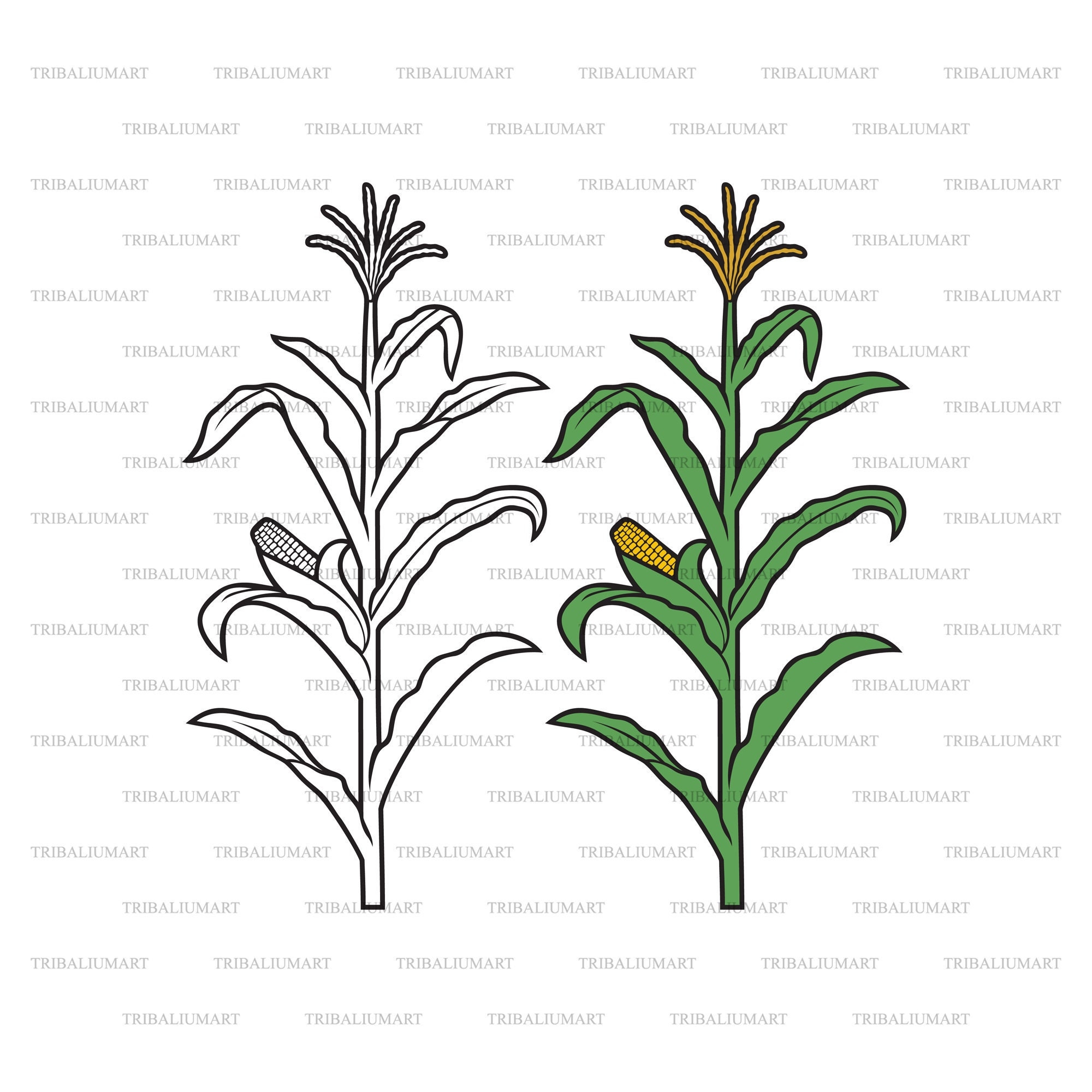 Corn Stalk Cut Files For Cricut Clip Art Silhouettes Eps Svg Pdf Png Dxf Jpeg Etsy