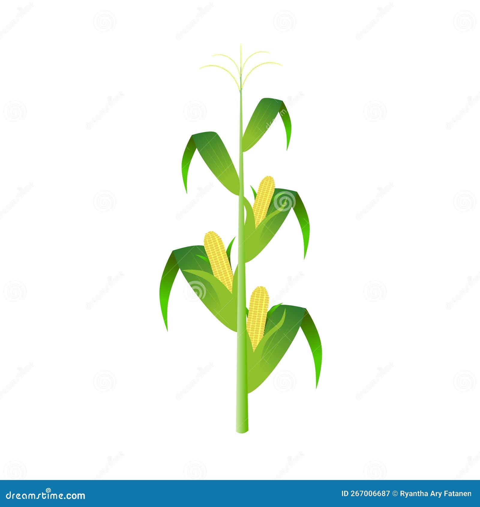 Corn Tree Or Stalks Vector Stock Vector Illustration Of Corn 267006687