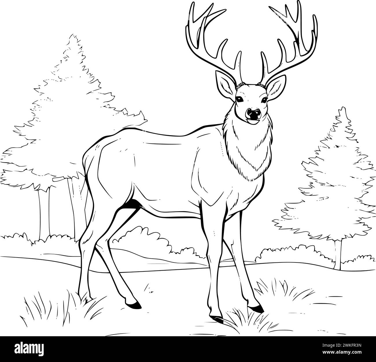 Deer Coloring Pages Printable Hi res Stock Photography And Images Alamy