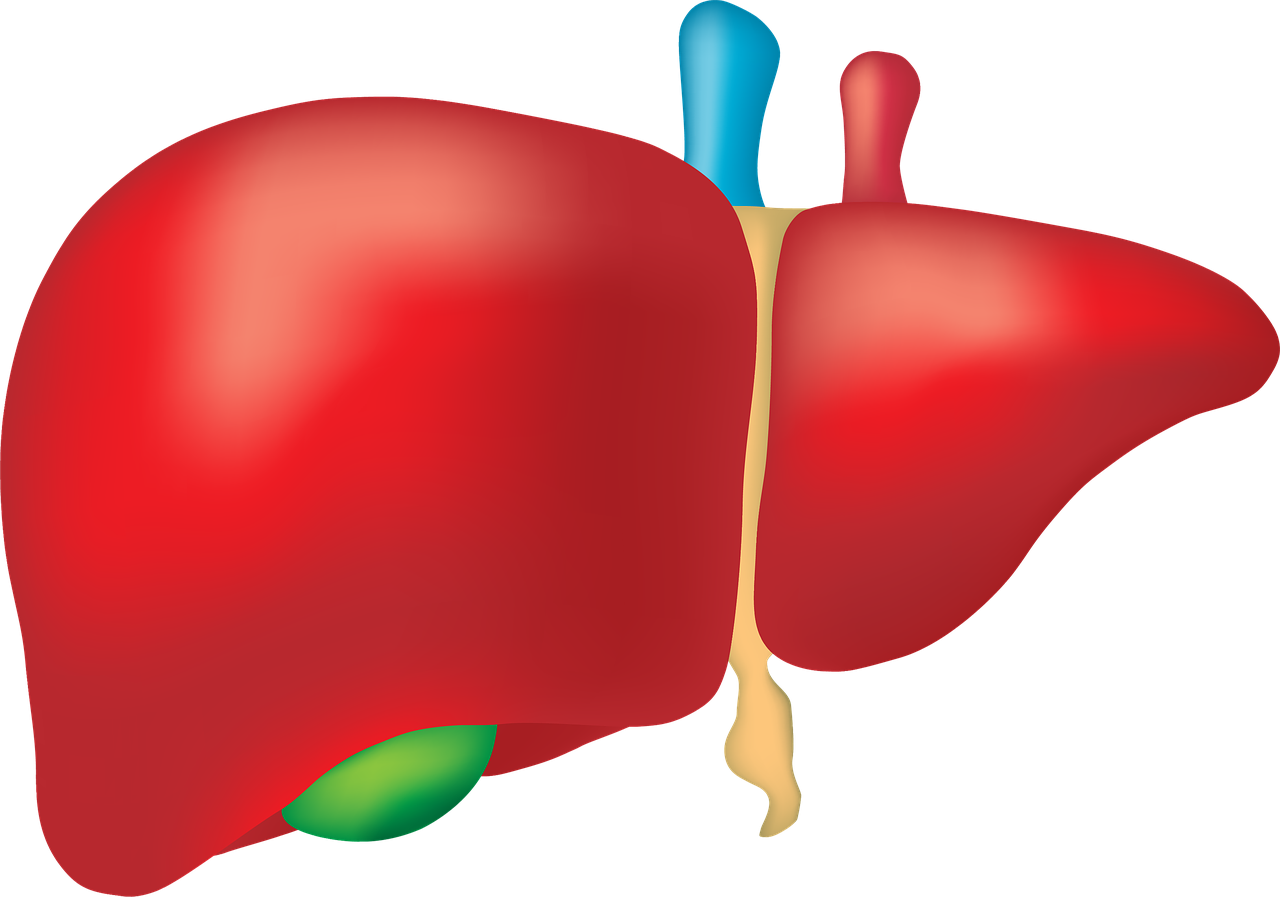 Download Liver Organ Anatomy Royalty Free Stock Illustration Image Pixabay