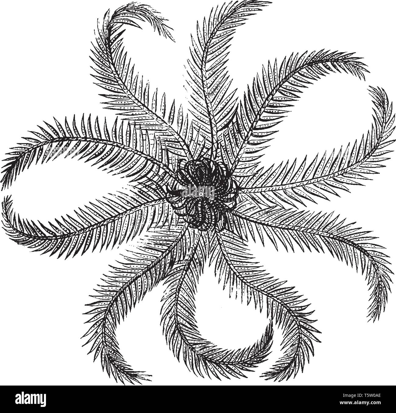 Free Arctic Feather Pattern Printable