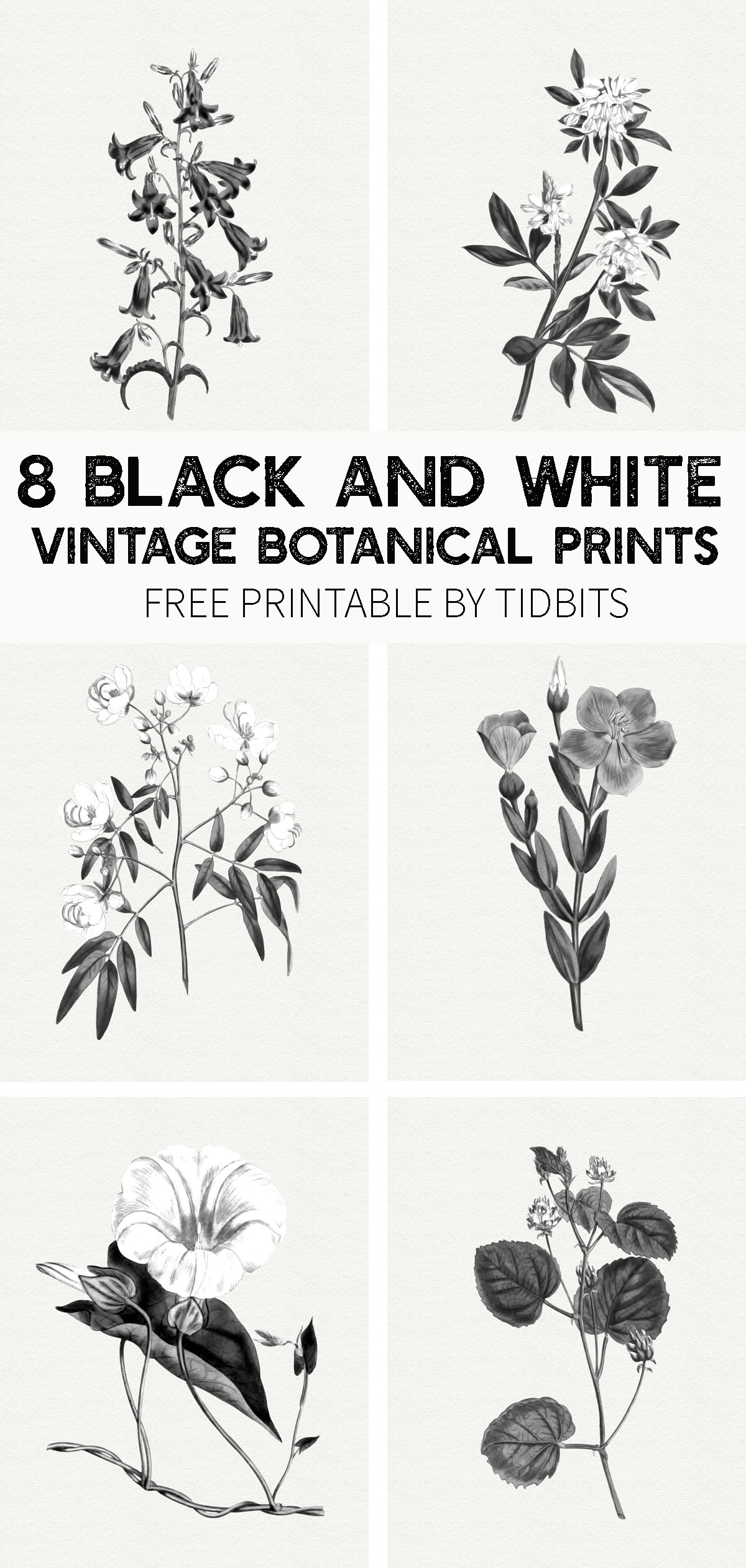 FREE Black And White Vintage Botanical Prints Tidbits