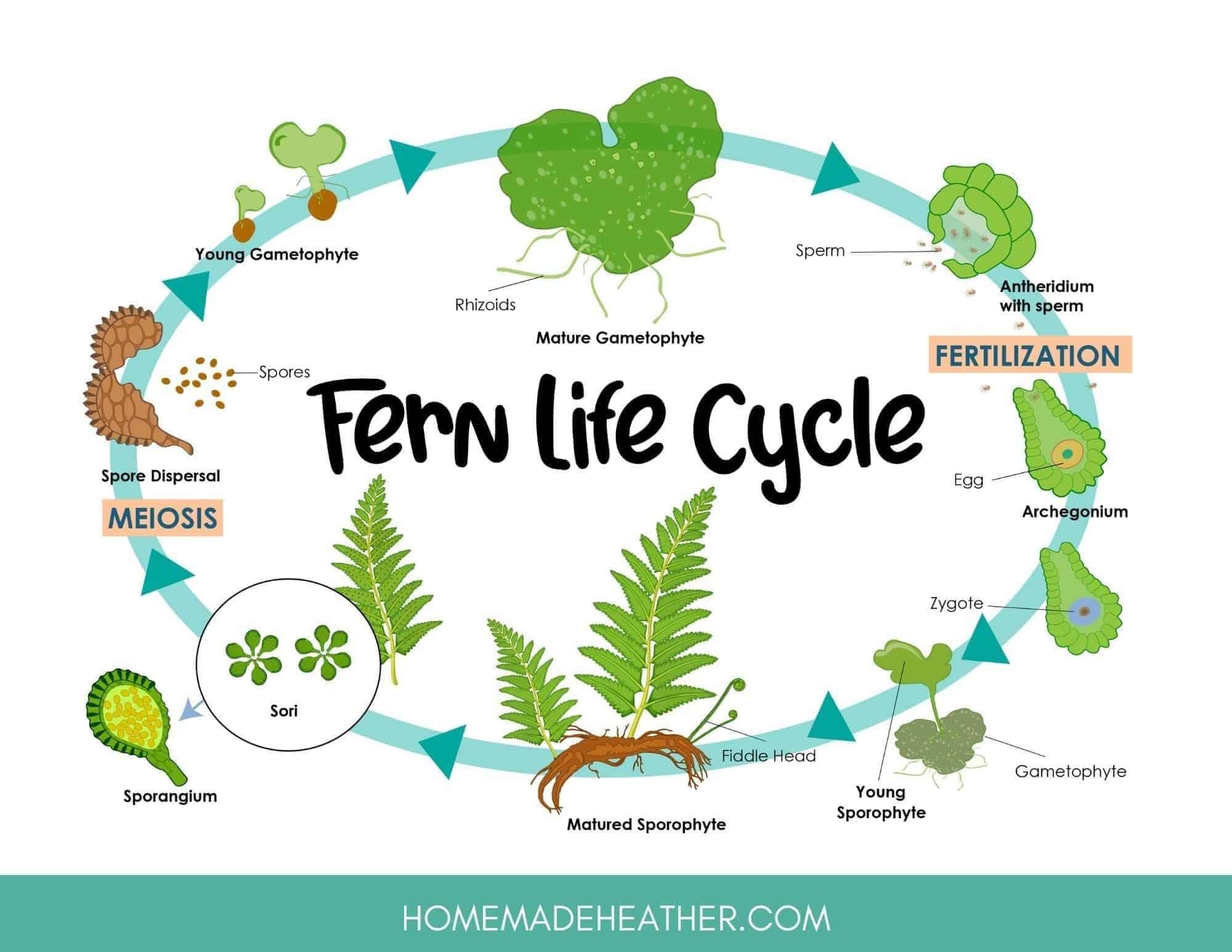 Free Fern Printables