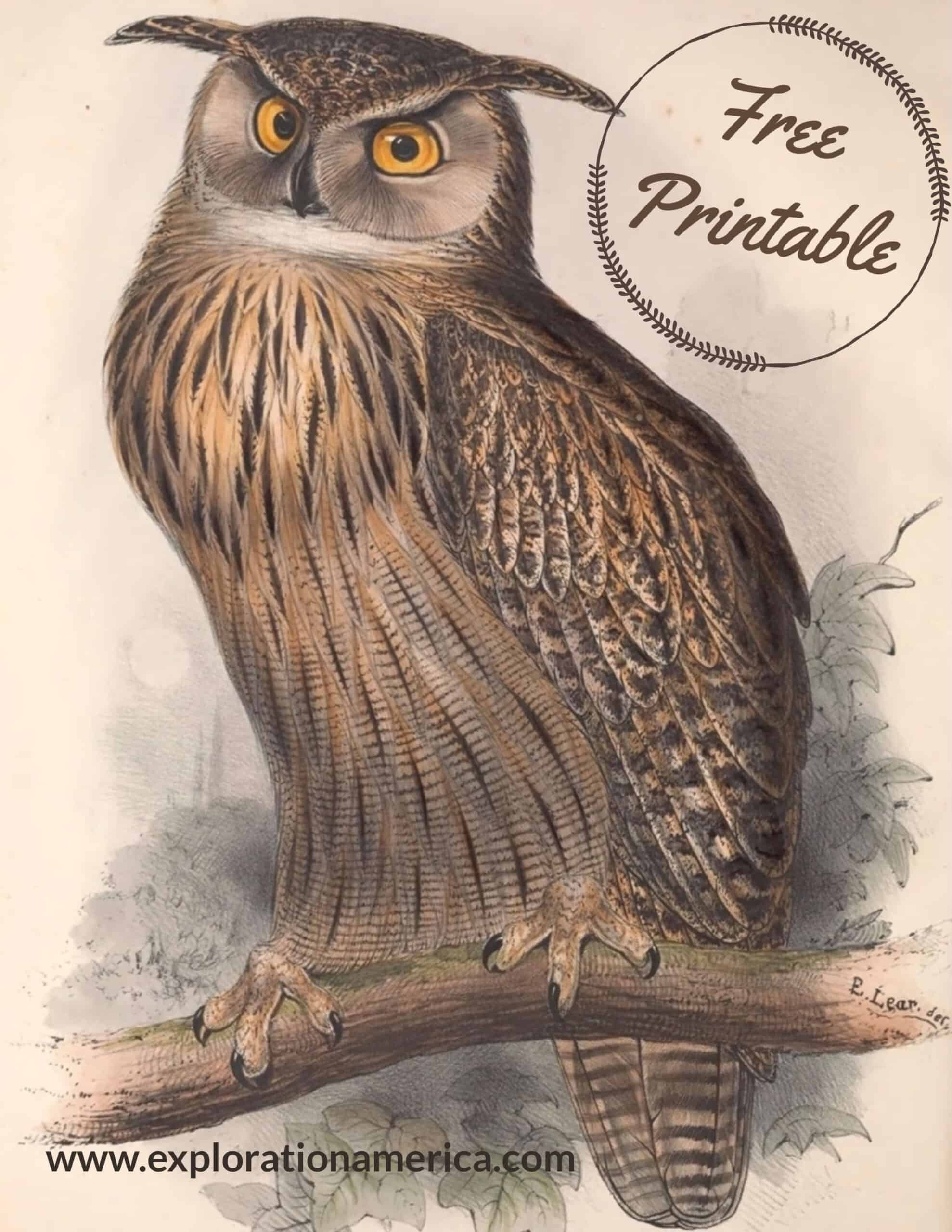 FREE Printable Owl Art Posters Beautiful Vintage Nature Scenes