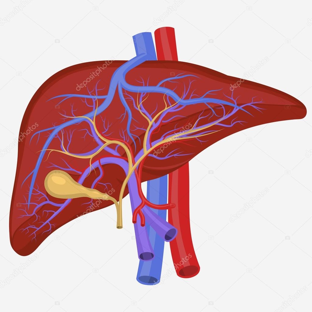 Human Internal Liver Stock Vector By ambassador80 117249436