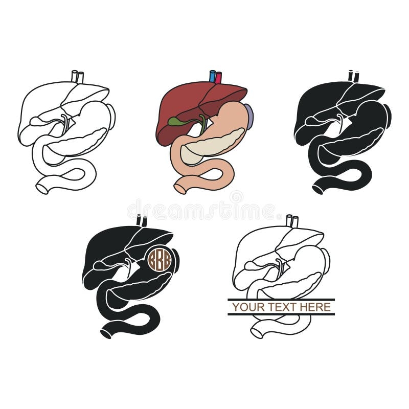Liver Lobes Stock Illustrations 285 Liver Lobes Stock Illustrations Vectors Clipart Dreamstime