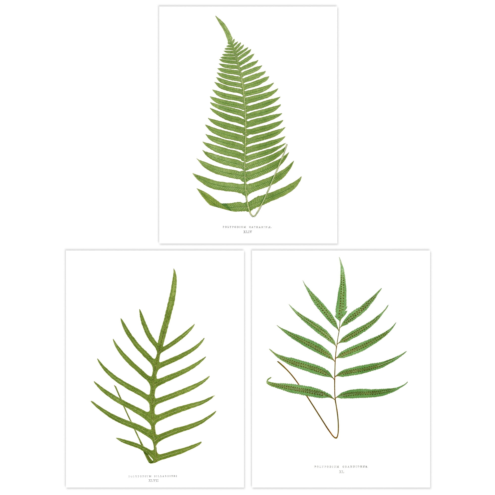 Pack Of 3 Botanical Aesthetic Single Fern Leaves Detailed Fern Frond Botany Book Vintage Unframed Wall Art Living Room Prints Set Walmart