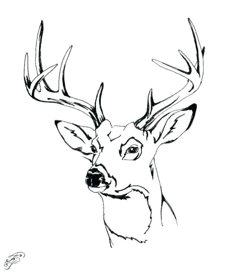 Printable Deer Coloring Pages PDF Download Coloringfolder