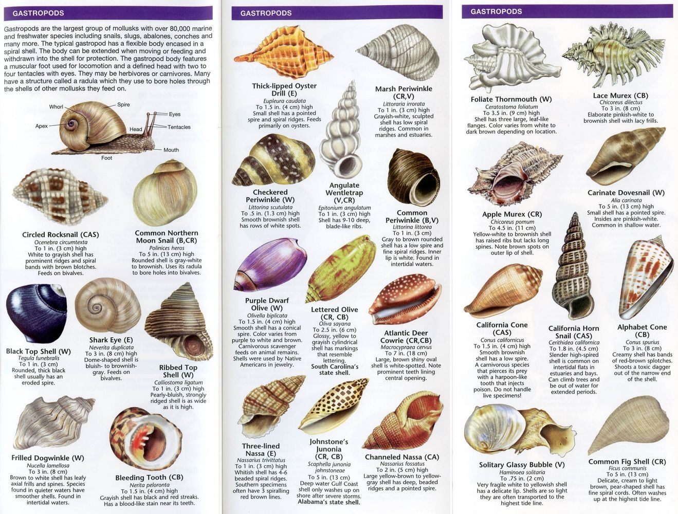 Seashells 2nd Edition Pocket Naturalist Guide 