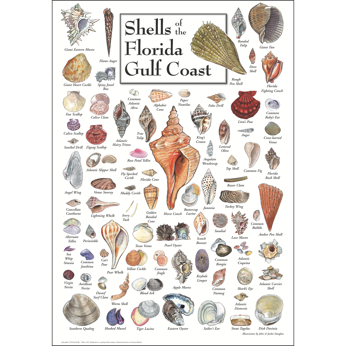 Free Printable Sea Shells Identification