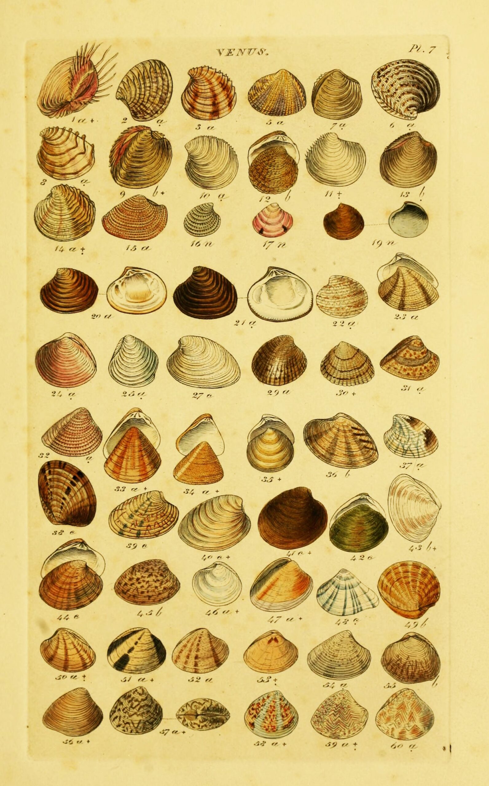 Stunning Free Vintage Shell Posters And Images Picture Box Blue