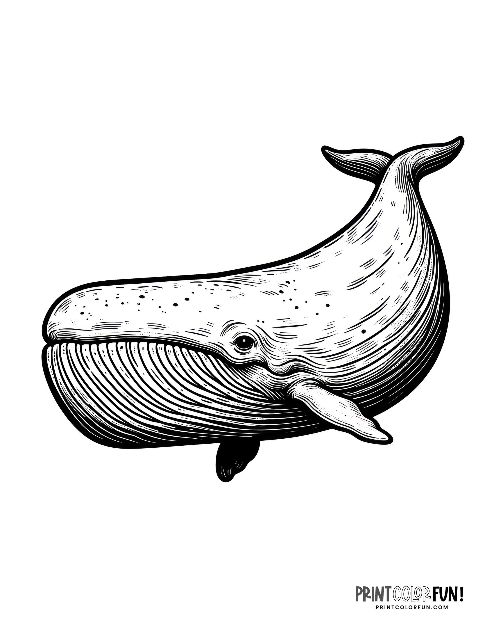 12 Whale Drawings Clipart Add A Splash Of Creativity Fun To Learning Adventures At PrintColorFun