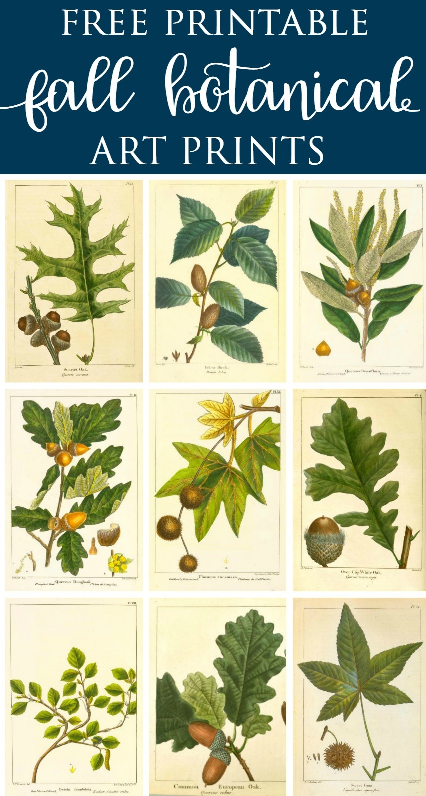 Botanical Prints Free Printable Fall Vintage Botanical Prints