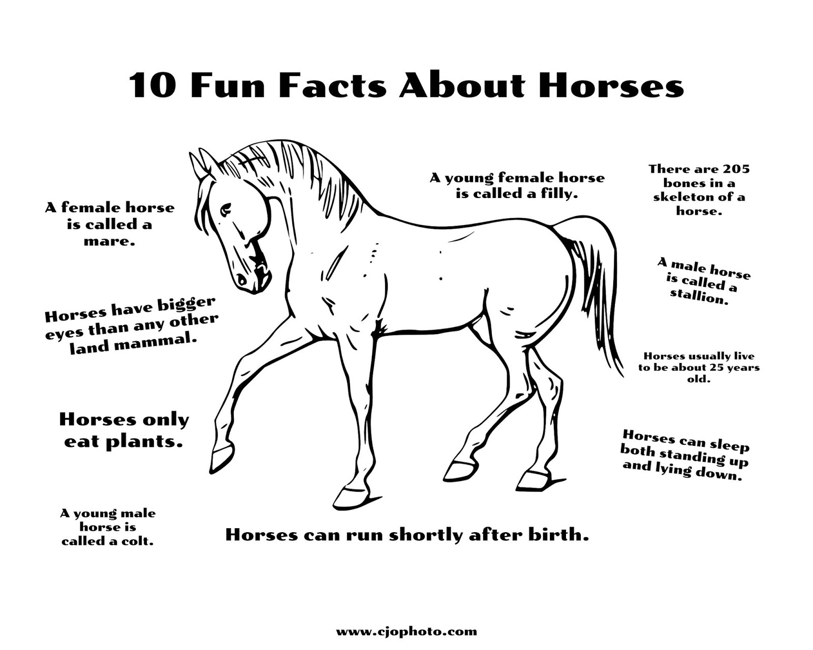 CJO Photo Fun Facts Coloring Page Horses