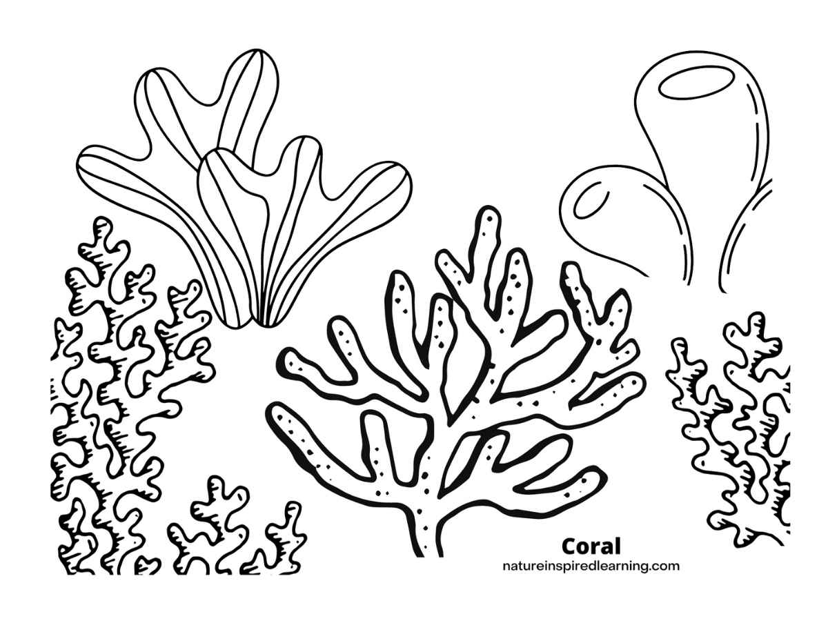 Coral Reef Coloring Pages For Kids Nature Inspired Learning