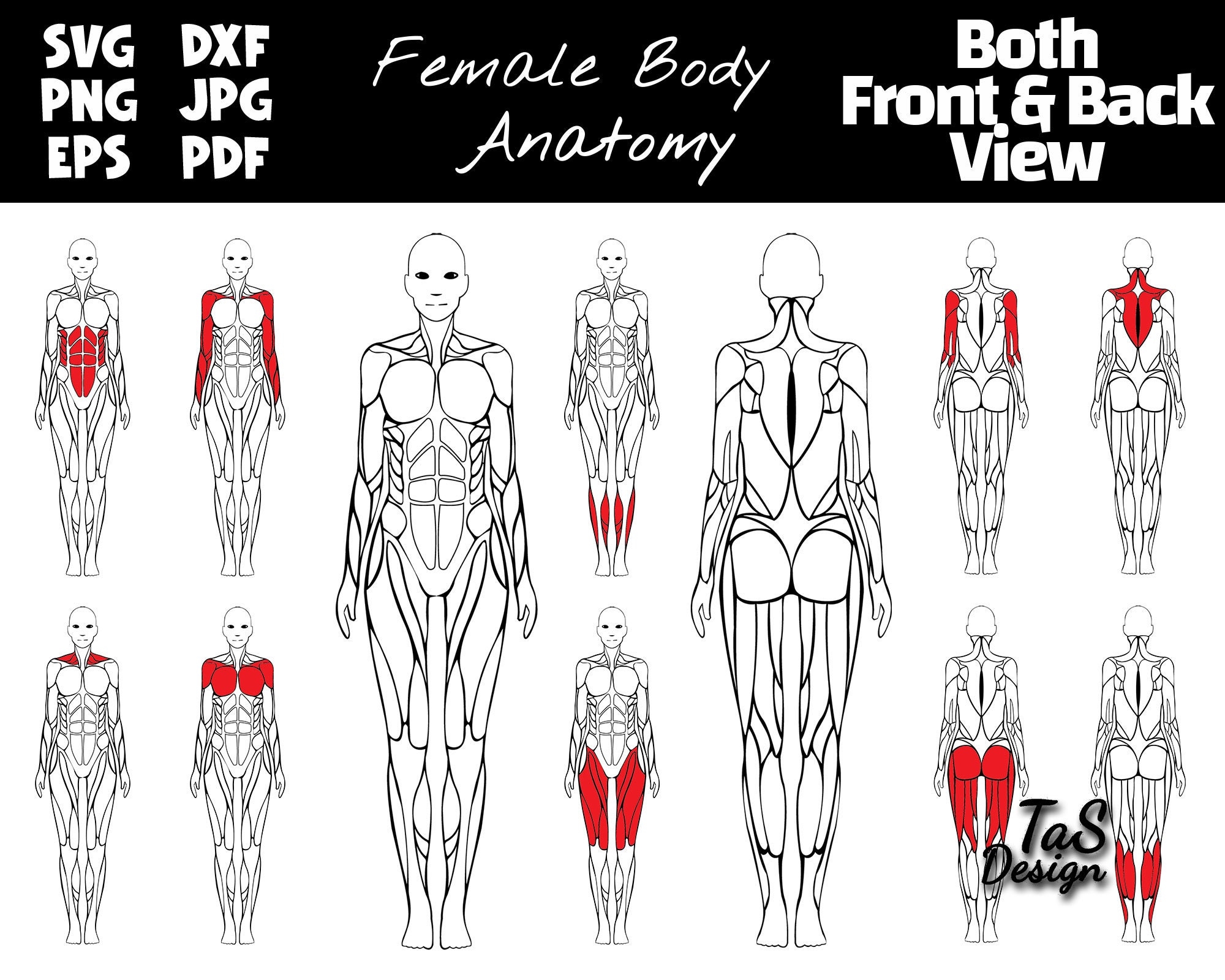Editable Muscle Map Female Anatomy Poster Clipart Highlight Muscle Groups For Gym Posters SVG Human Muscle Map PNG Female Anatomy Etsy