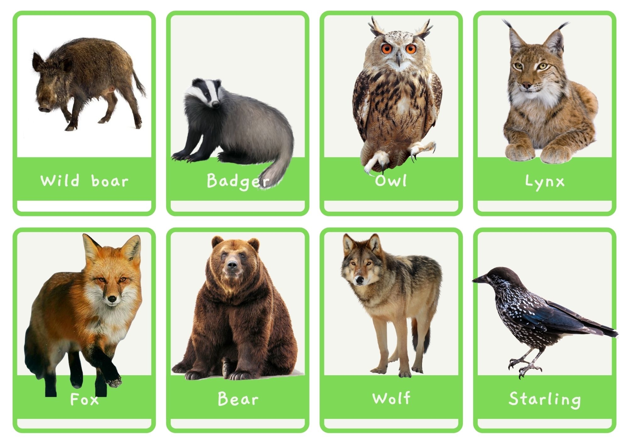  Forest Animals Small Large Flashcards A4 Posters Discover Methodologyland 