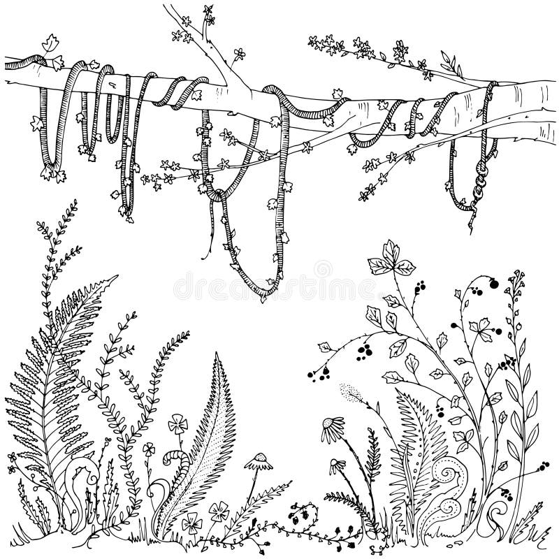 Forest Vine Stock Illustrations 6 743 Forest Vine Stock Illustrations Vectors Clipart Dreamstime