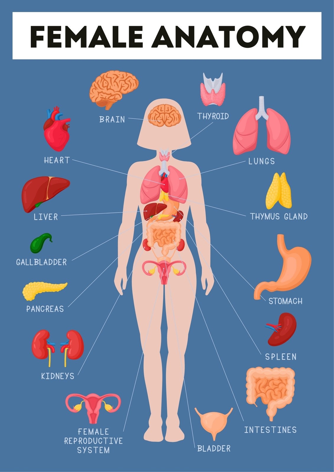 Free Editable Printable Anatomy Poster Templates Canva