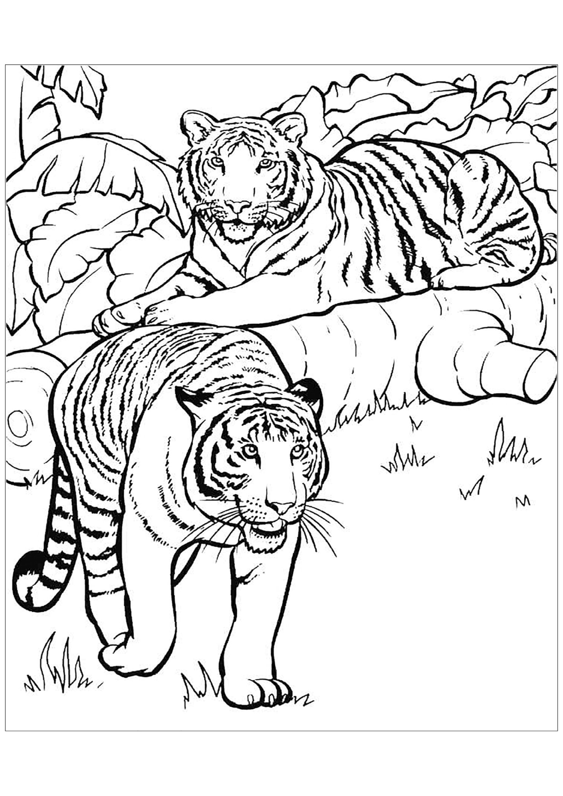 Free Tiger Drawing To Download And Color Tiger Coloring Pages For Kids