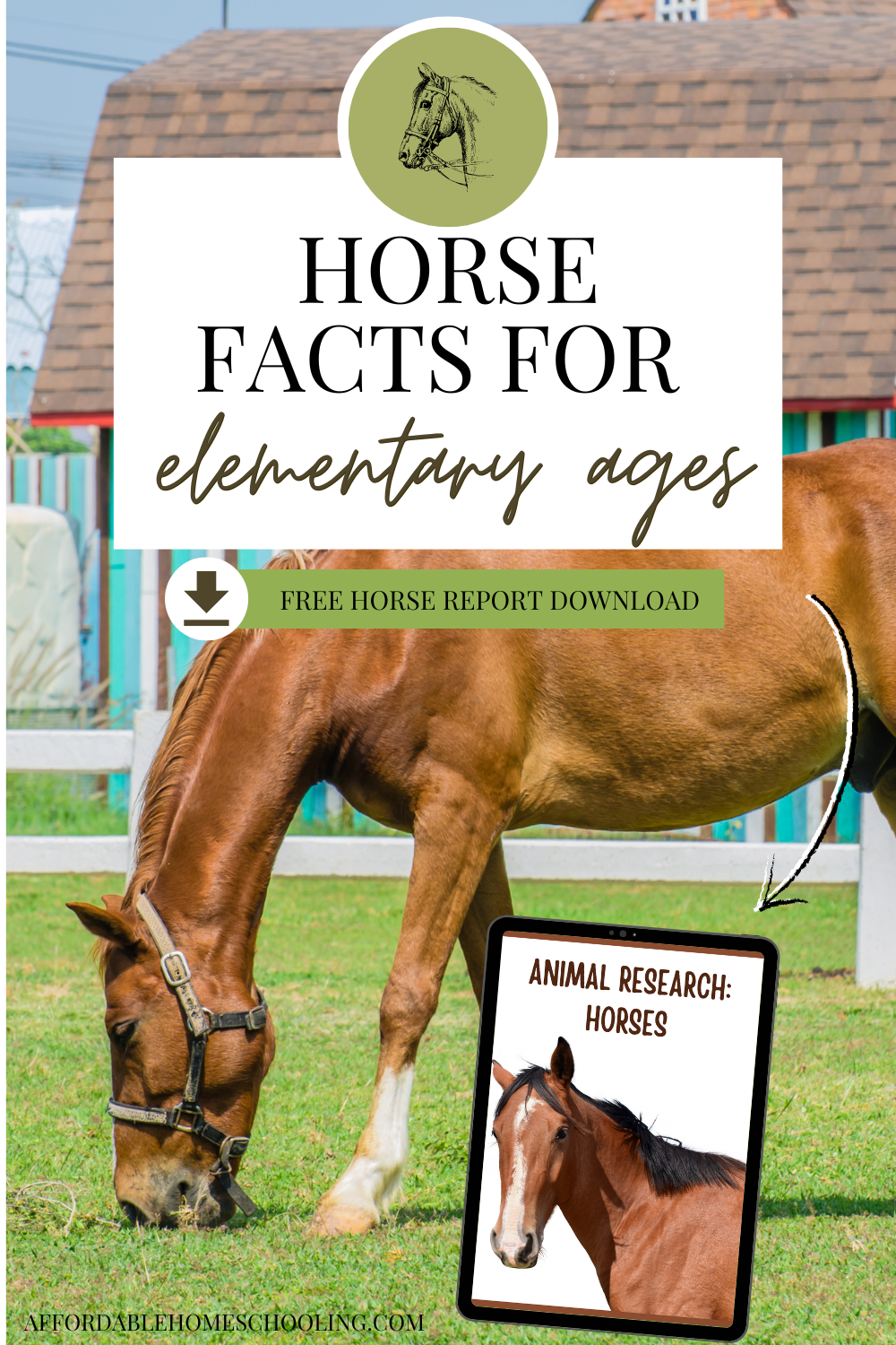 Horse Facts For Kids Fun And Educational 