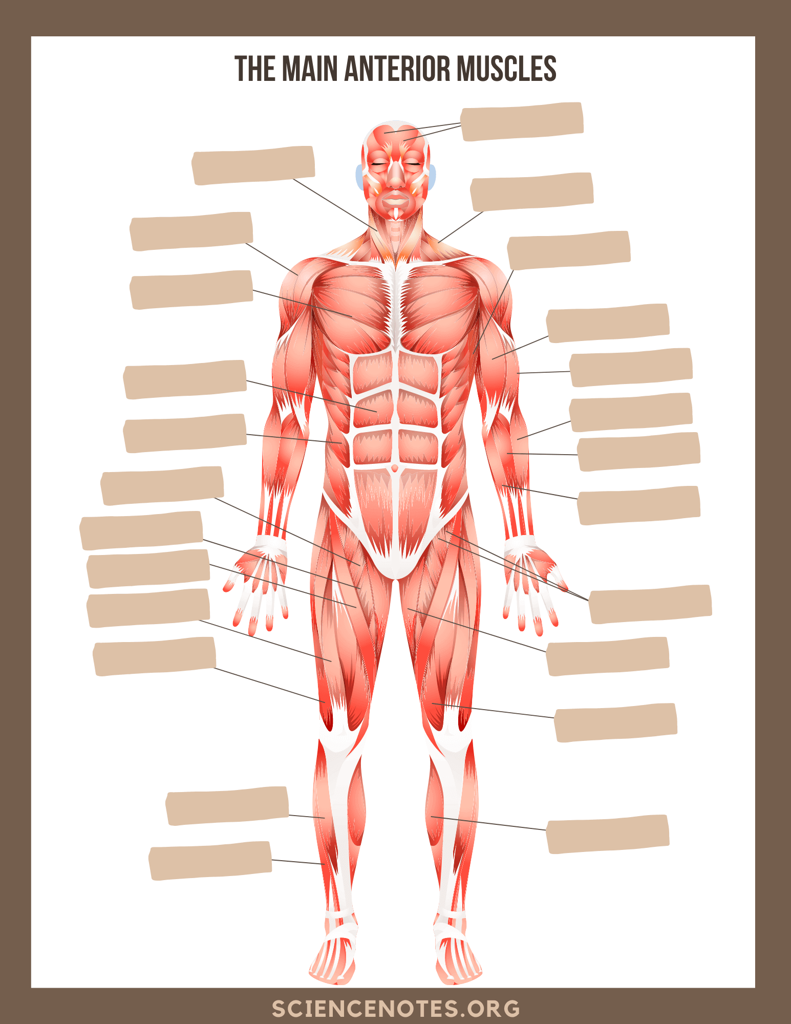 Free Printable Female Anatomy Chart