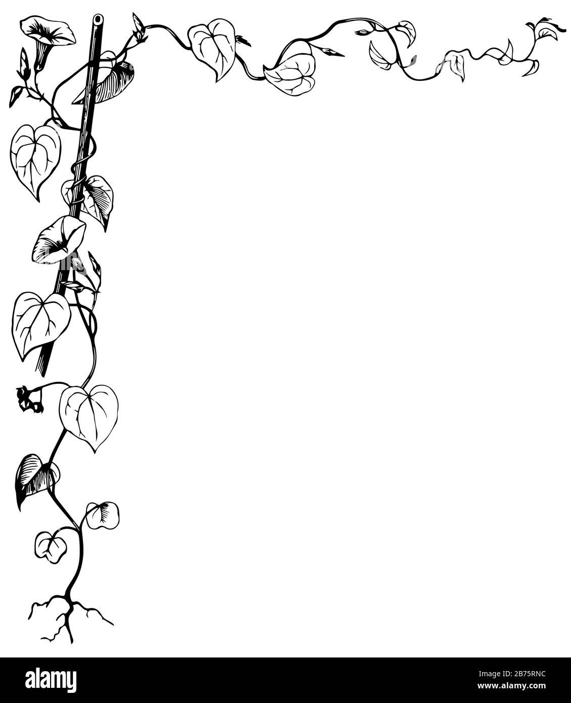 Free Printable Vine Coloring Borders